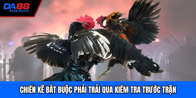 Chiến kê bắt buộc phải trải qua kiểm tra trước trận