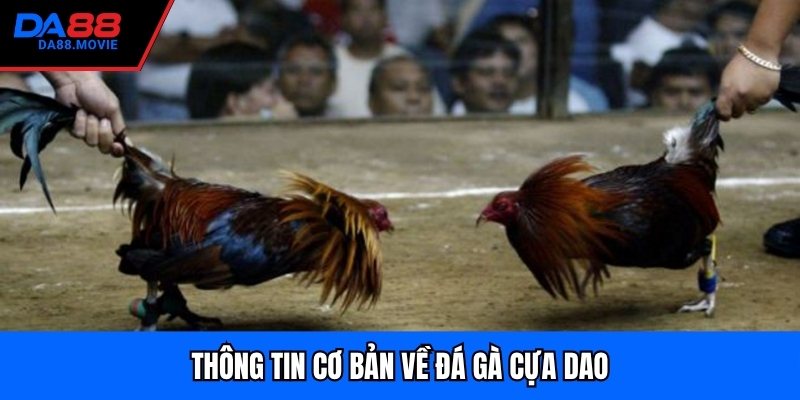 Thông tin cơ bản về đá gà cựa dao